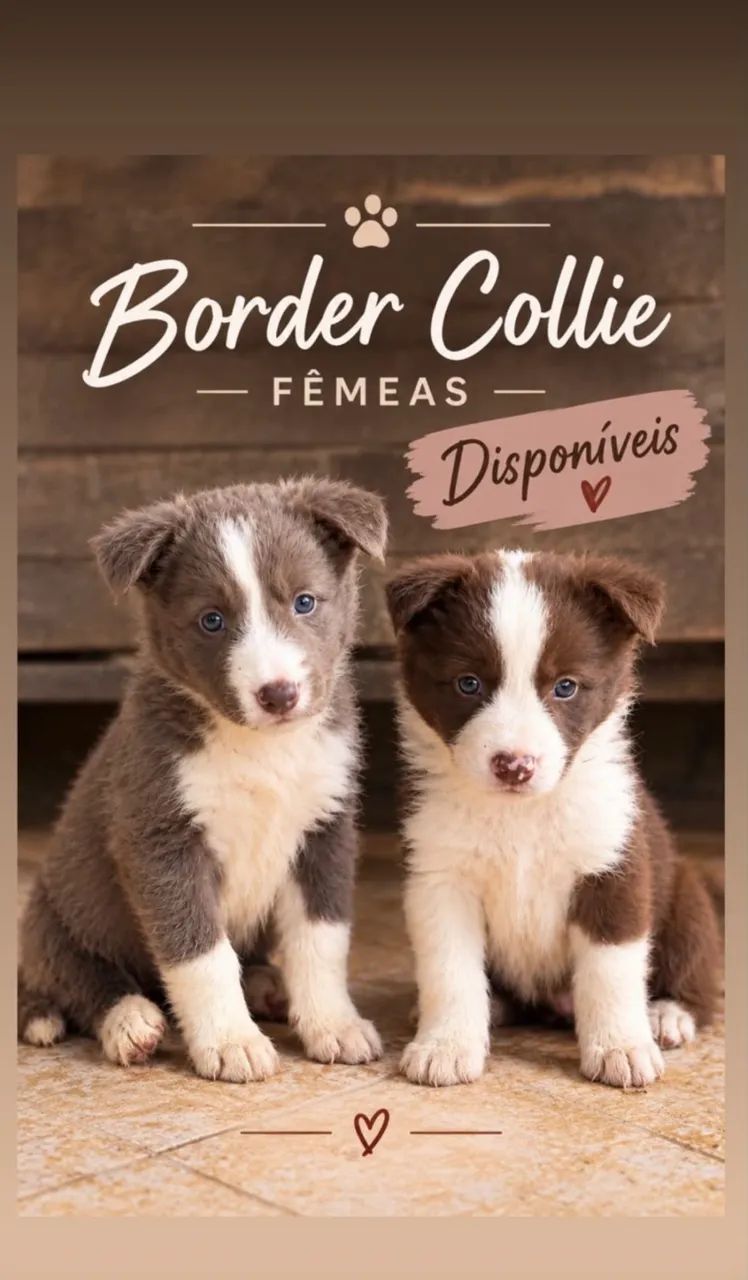 Border Collier 
