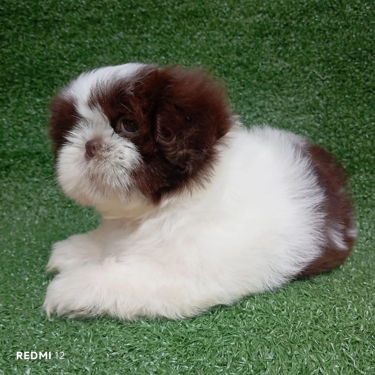 Shihtzu macho - Foto 4
