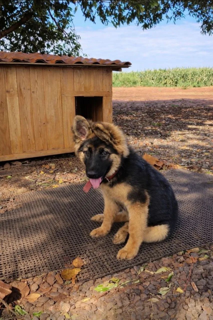 Linda filhote de pastor alemão 