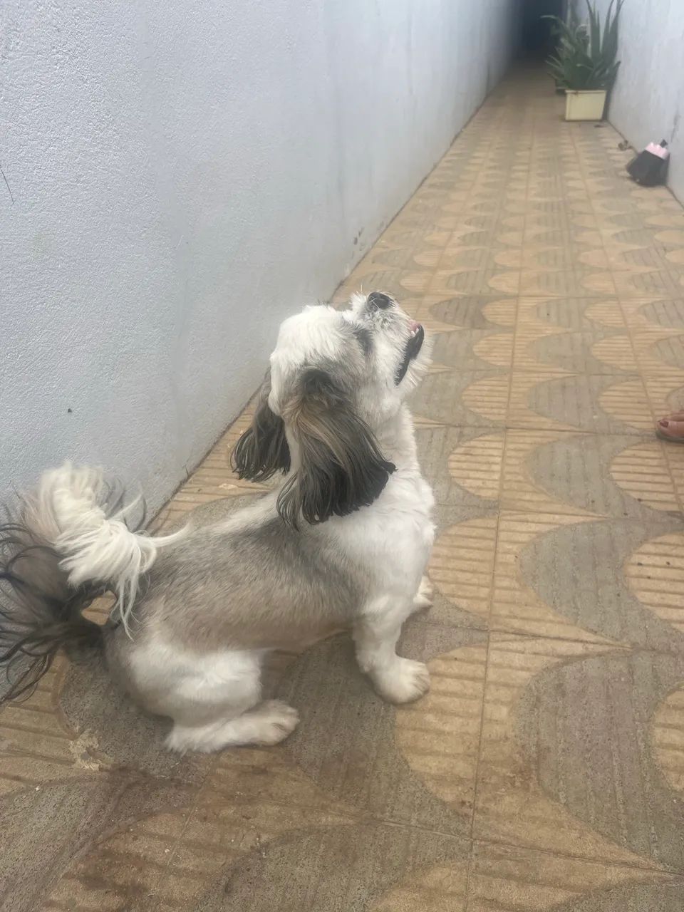 Cão Shih Tzu - Foto 3