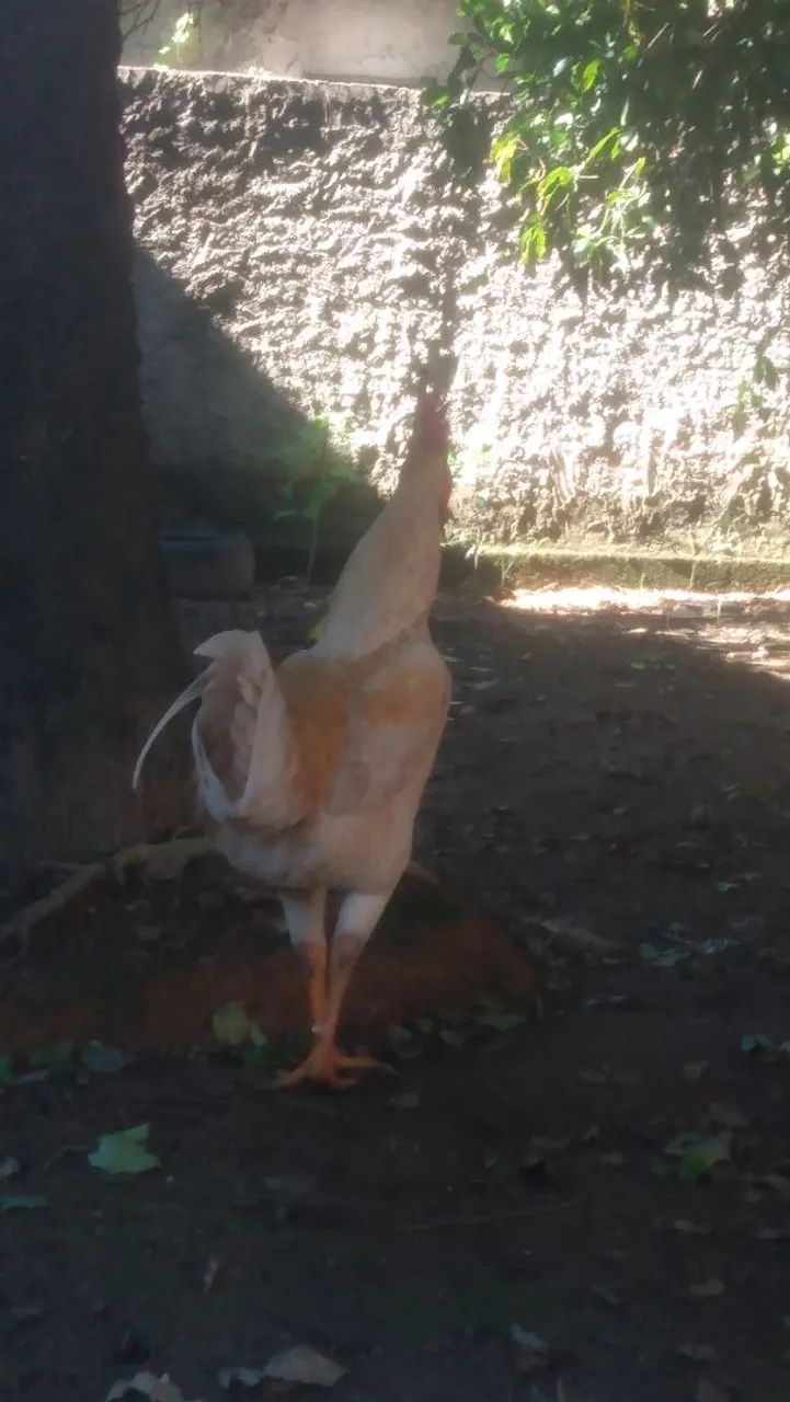 Galo e galinha  - Foto 4