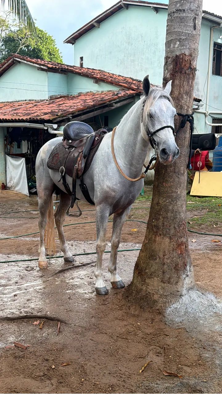 Vendo cavalo Manga Larga Registro  - Foto 3