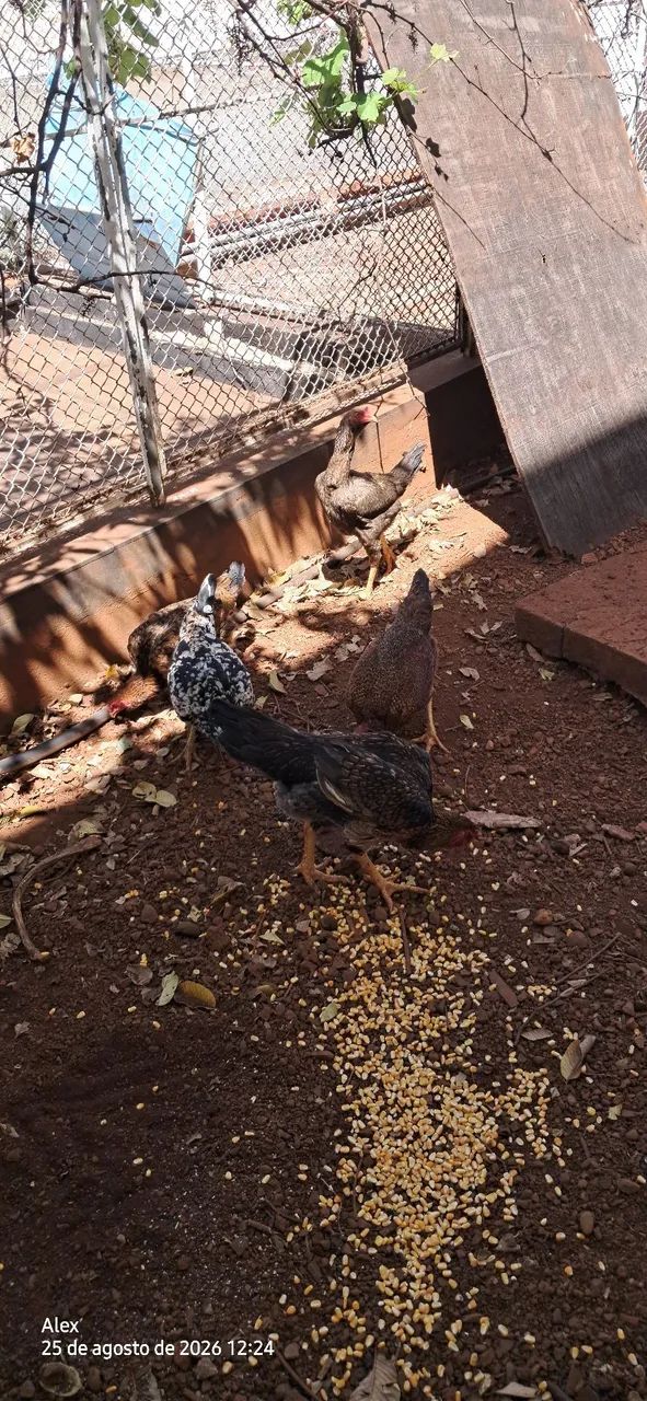 Galinha caipira 
