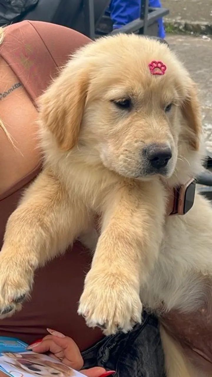 Filhote Golden Retrieve - Foto 3