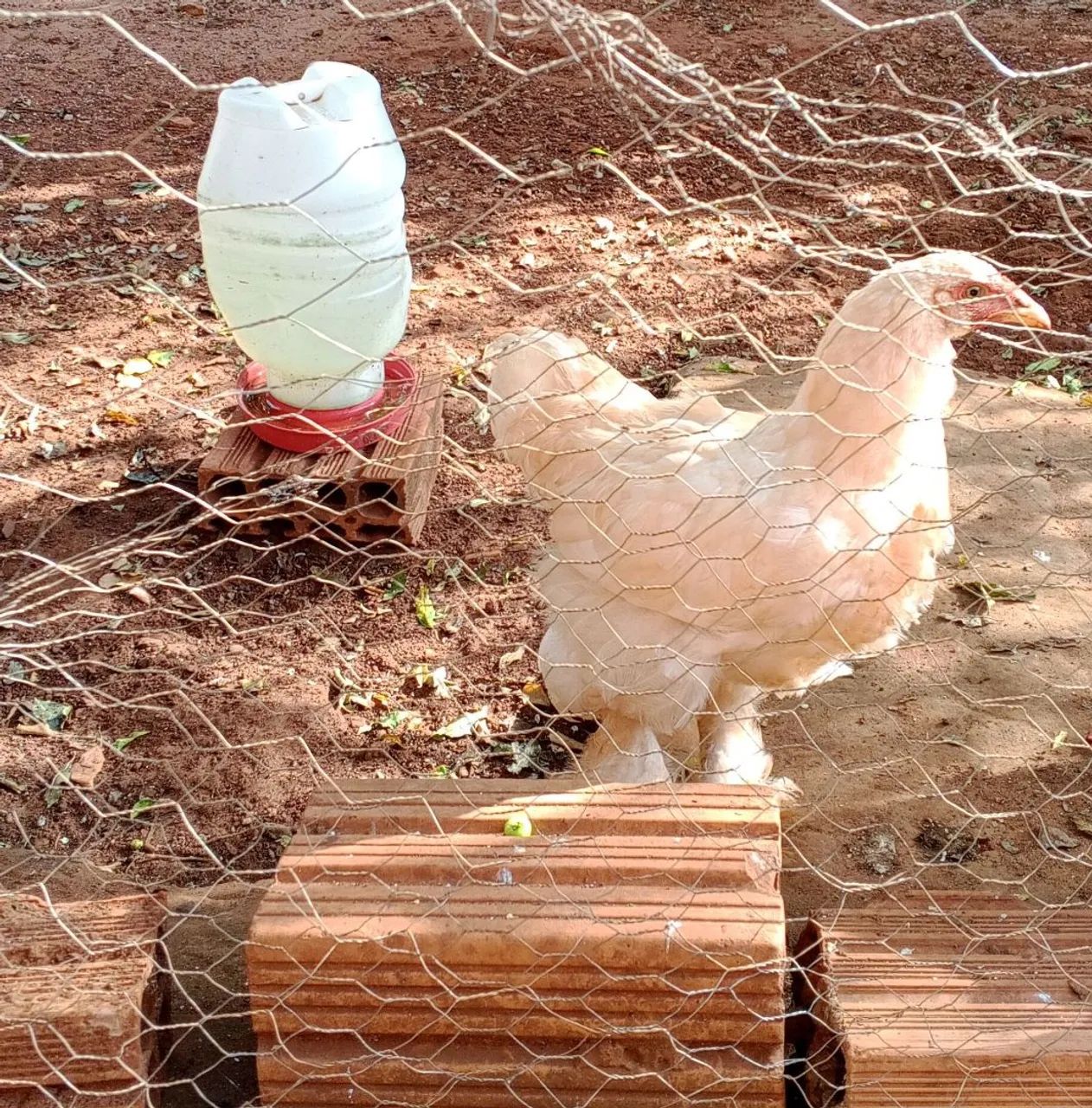 Frangos Brahmas - Foto 2