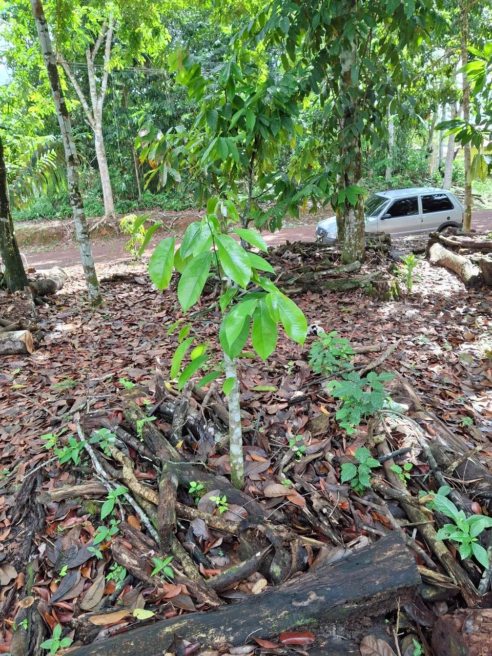 VENDO LOTE COND RURAL AMAZONFLORA- BENEVIDES/PA - Foto 6