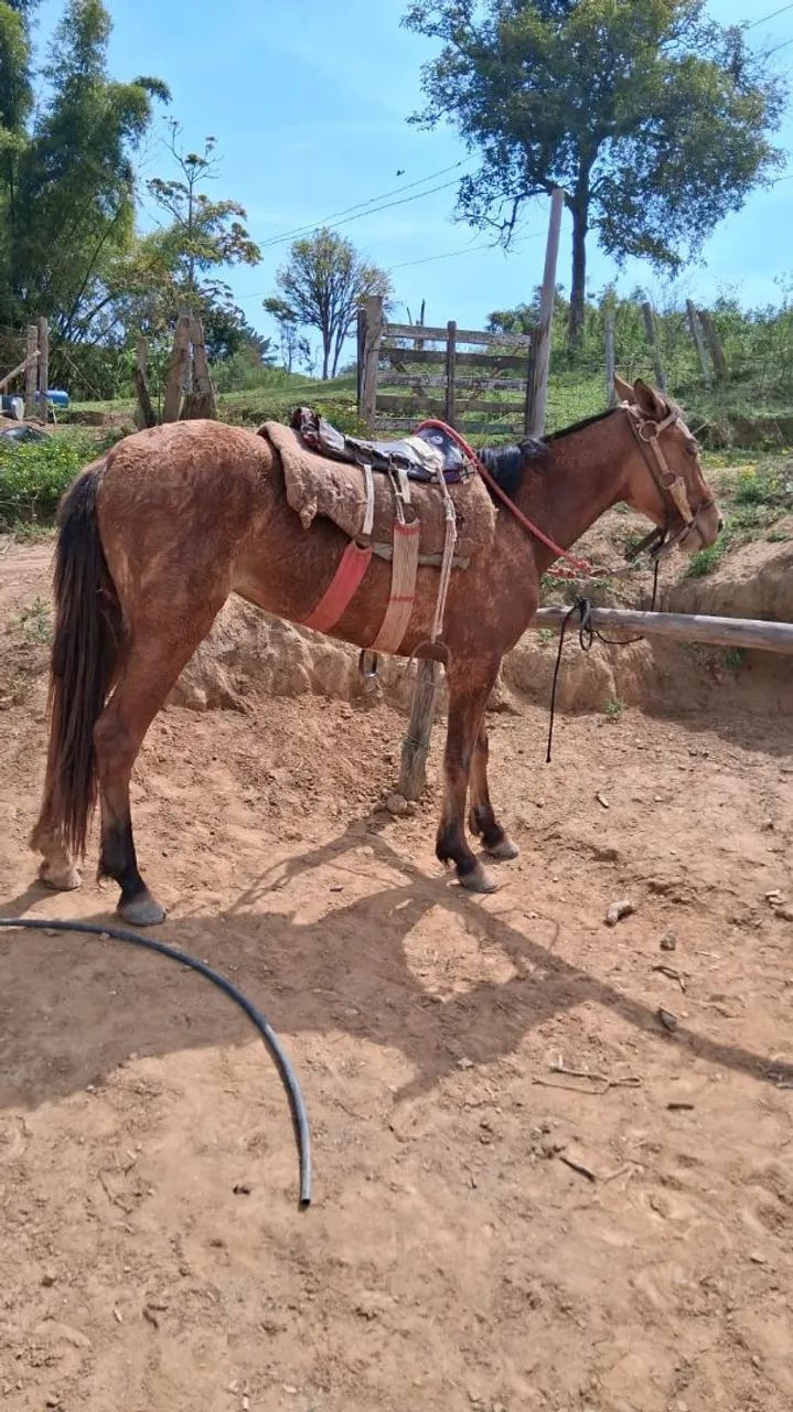Vendo égua  - Foto 3