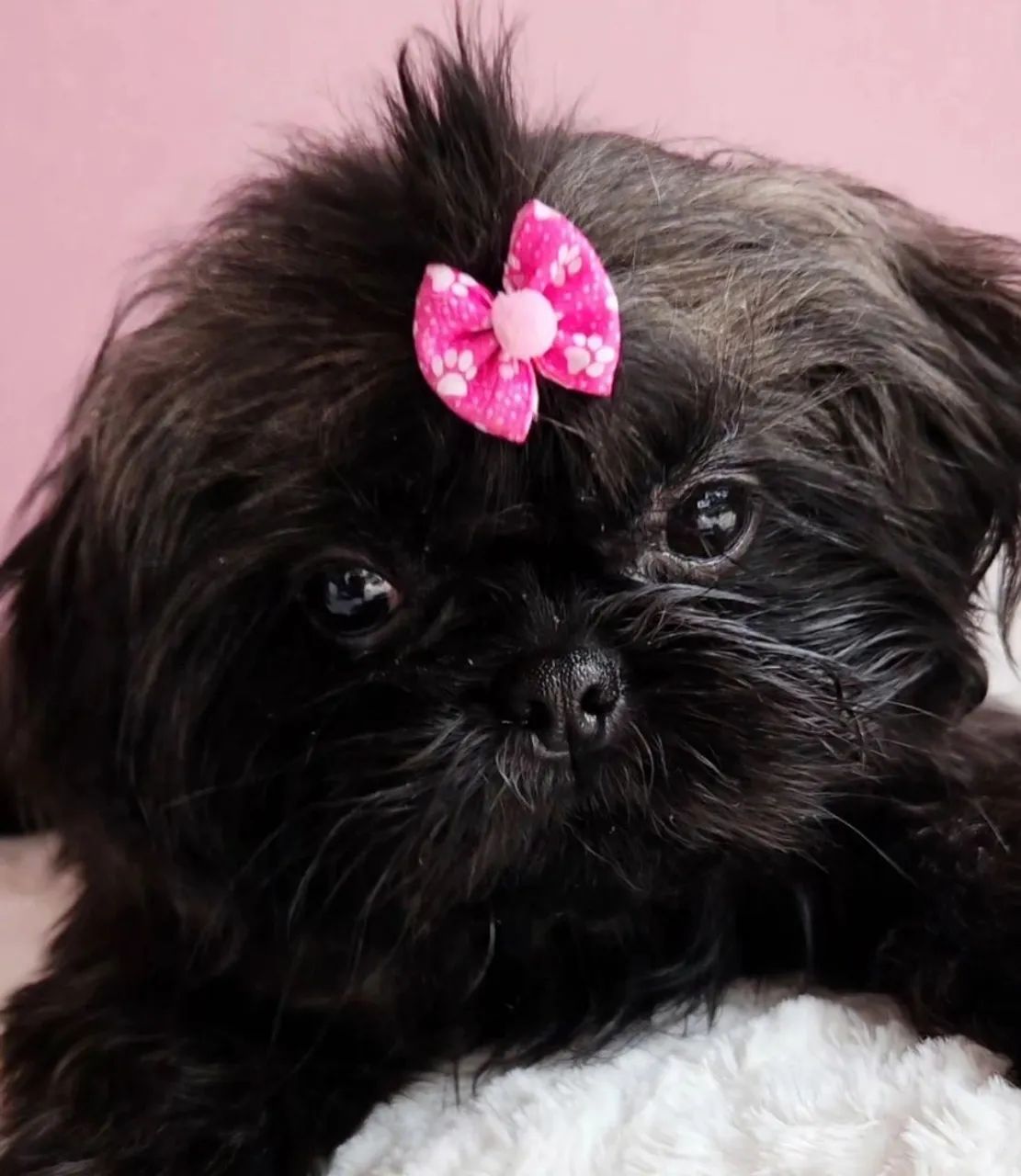 Shihtzu 