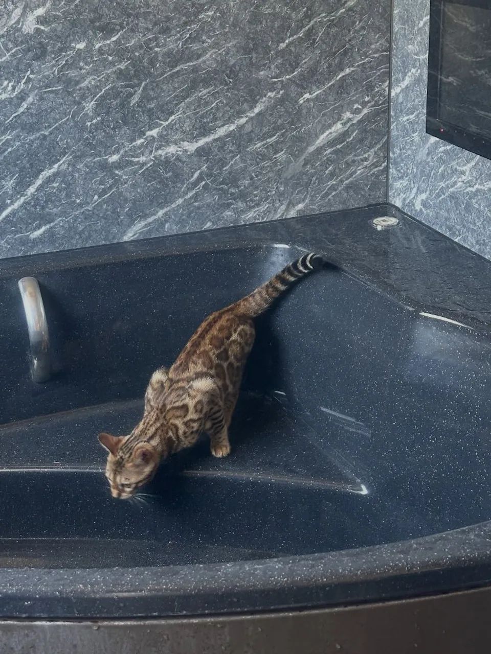 BENGAL CAT MACHO ALTO PADRÃO  - Foto 3