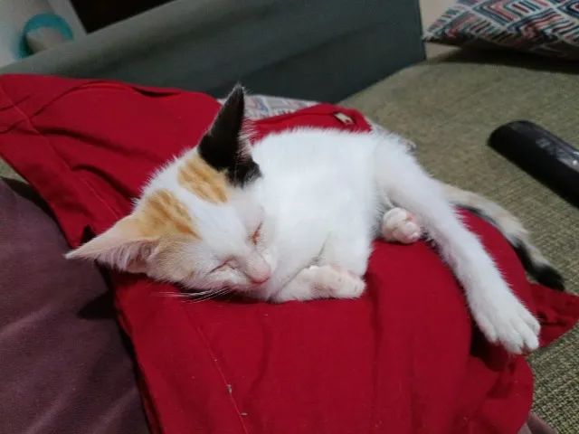 Doação gata filhote - Foto 6