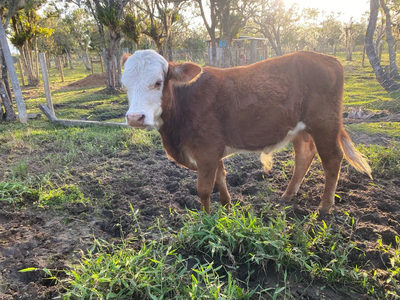 Terneiro e novilha - Foto 4