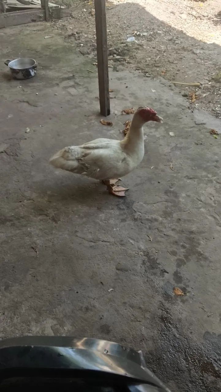 Vendo patos