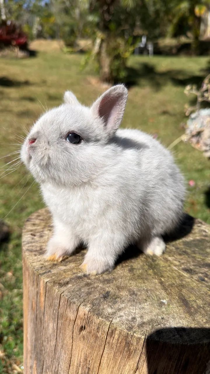 Coelho Netherland Dwarf Macho - Foto 2