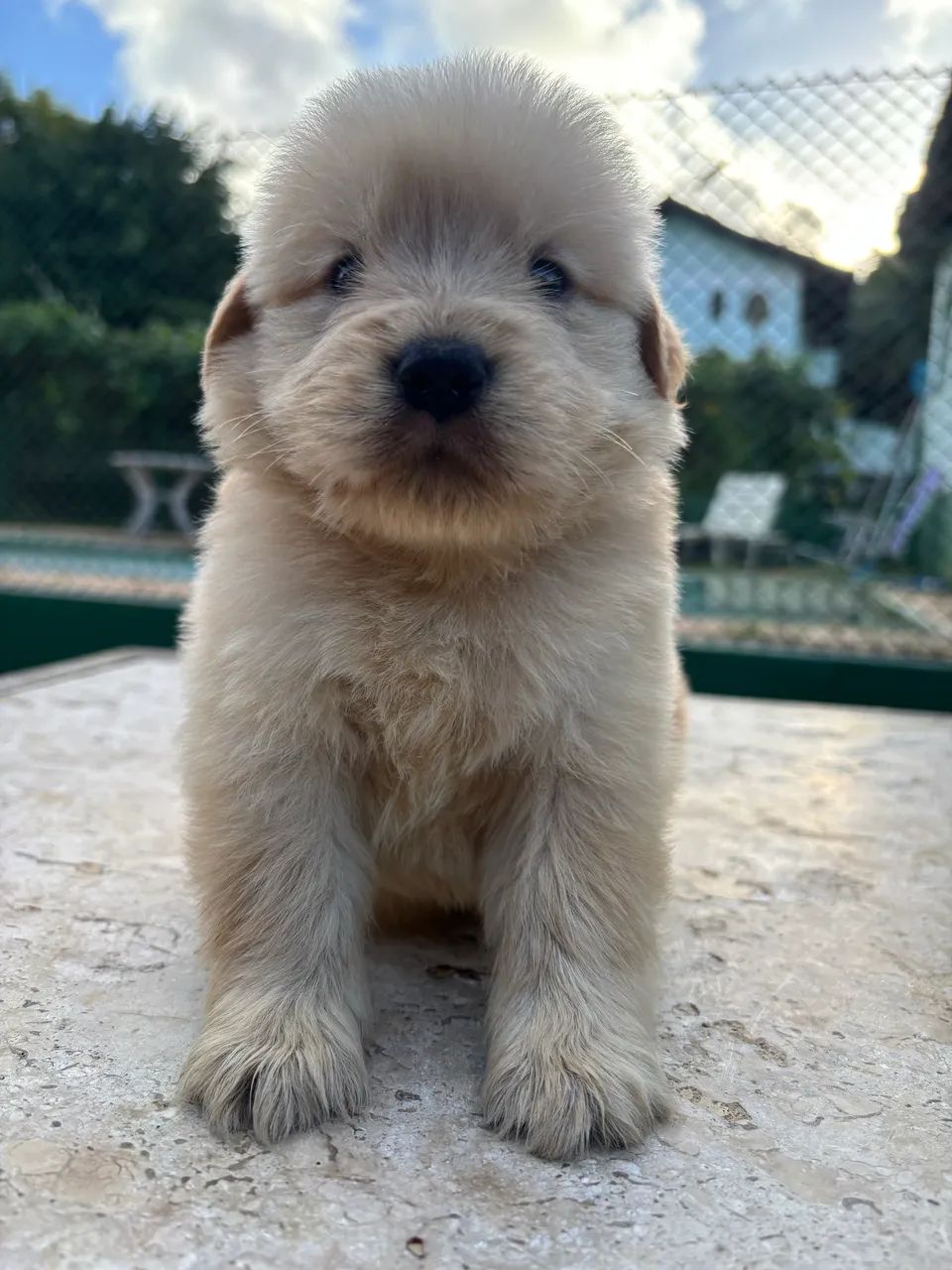 Bebês Golden 