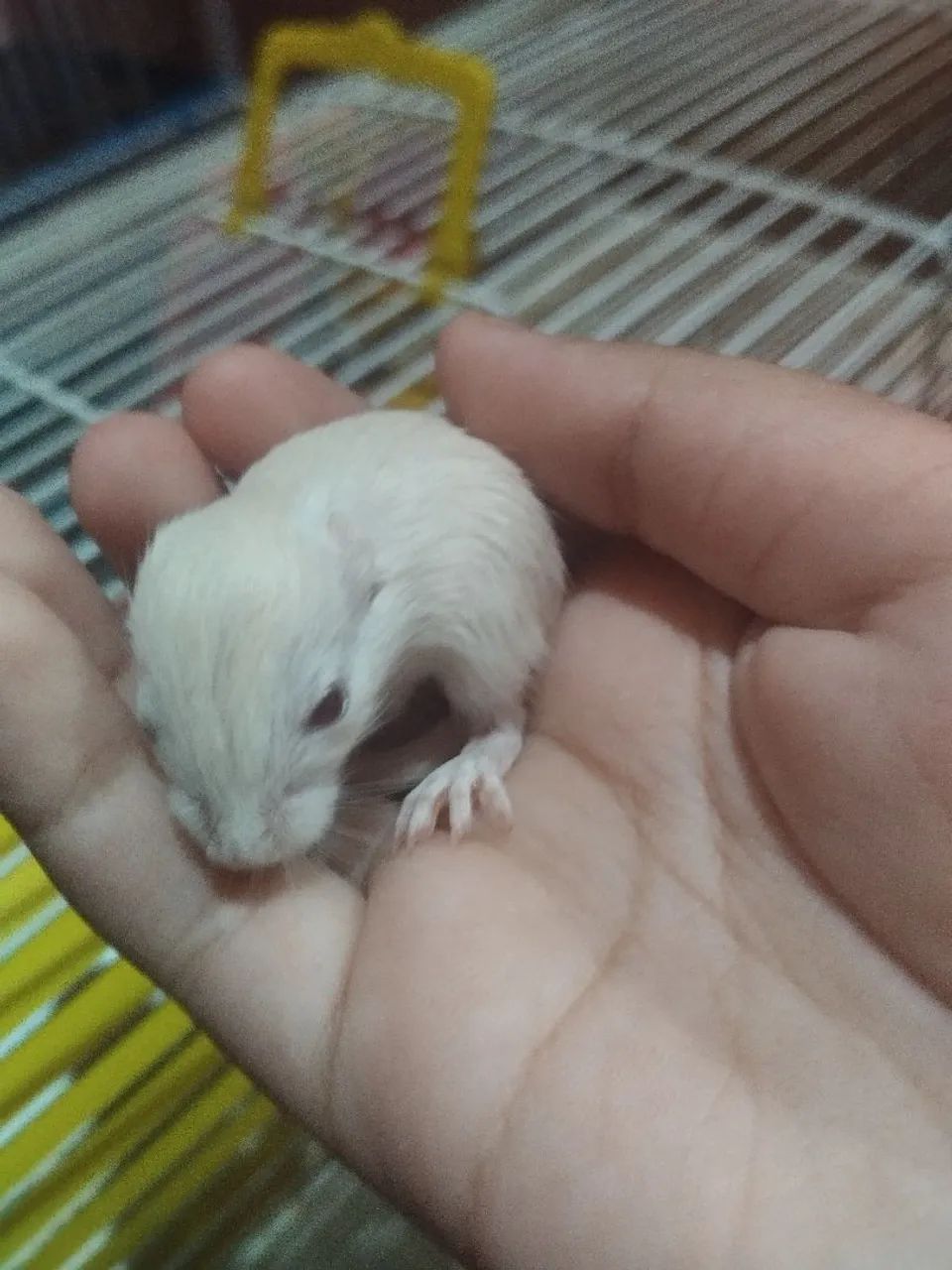 Gerbil Esquilo da Mongólia hamster pet roedores machos, fêmeas e casais adultos e filhotes - Foto 3