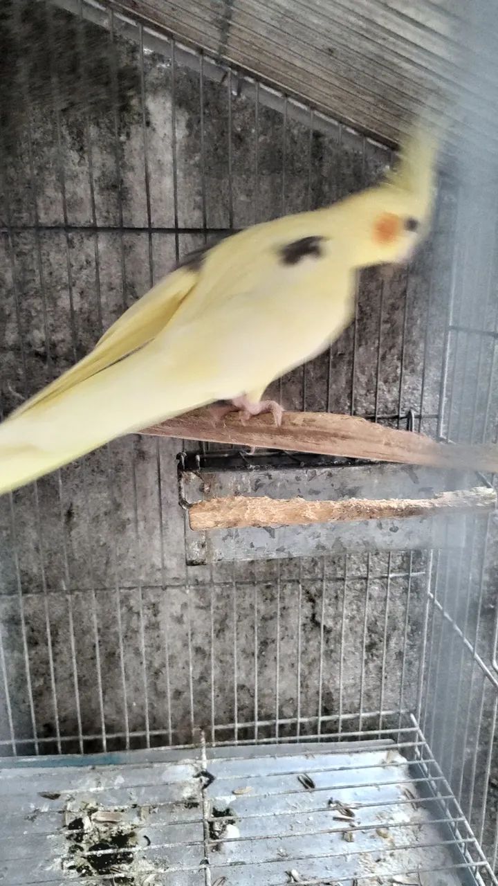 gaiolas e viveiros  - Foto 3