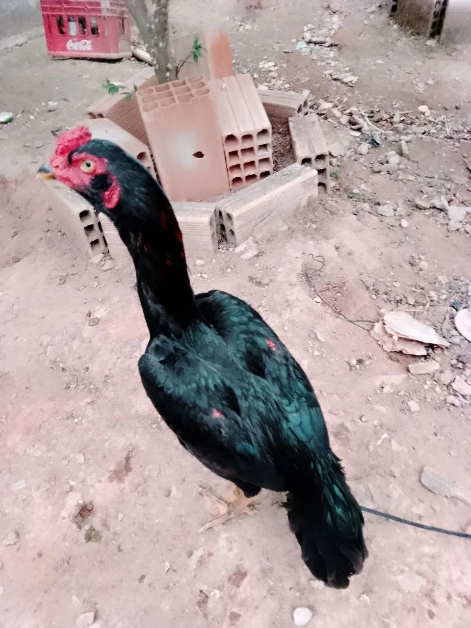 Frango índio  - Foto 4