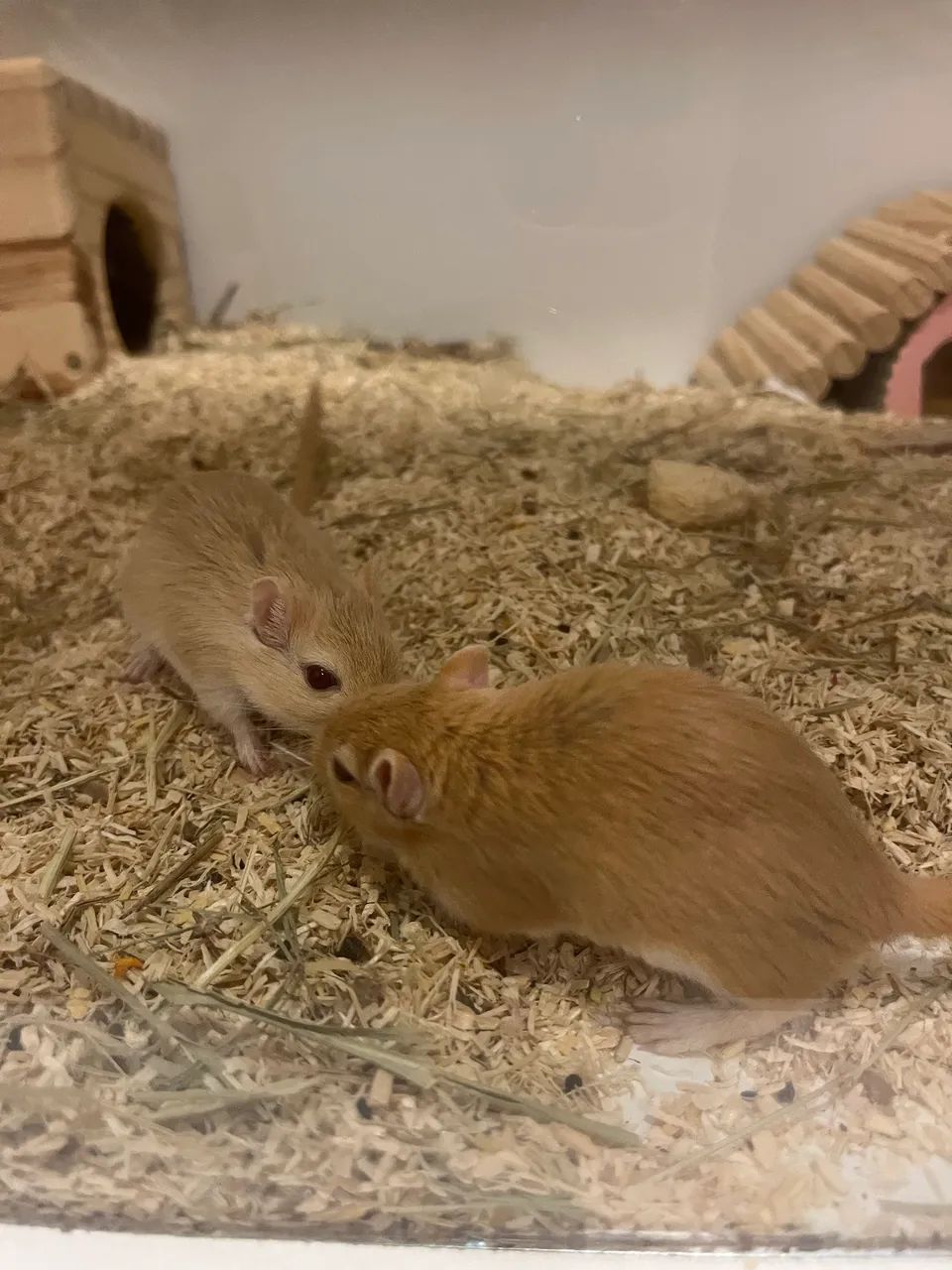 Vendo 4 Gerbos Fêmeas. (esquilo da Mongólia)  - Foto 6