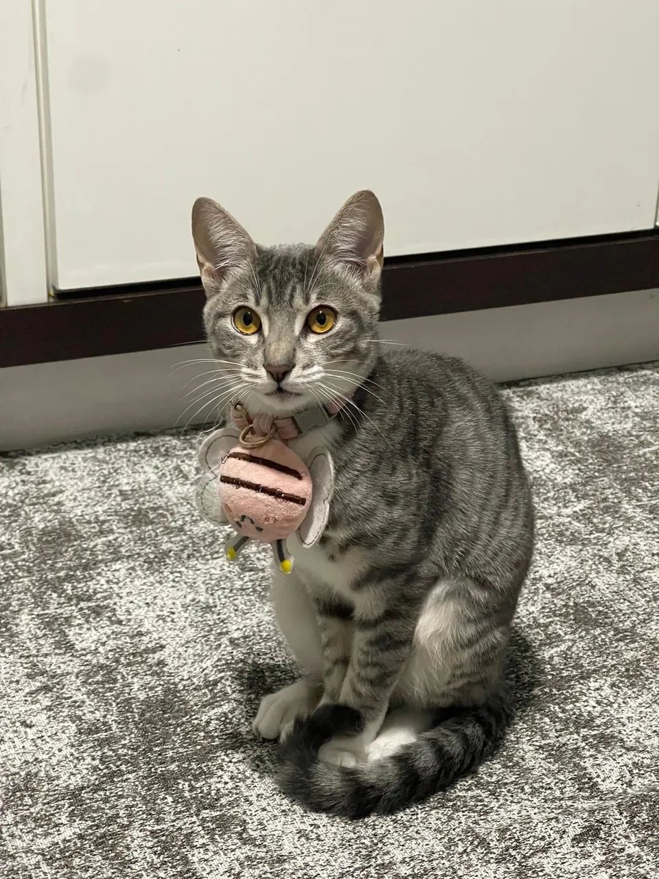 Gata doação 