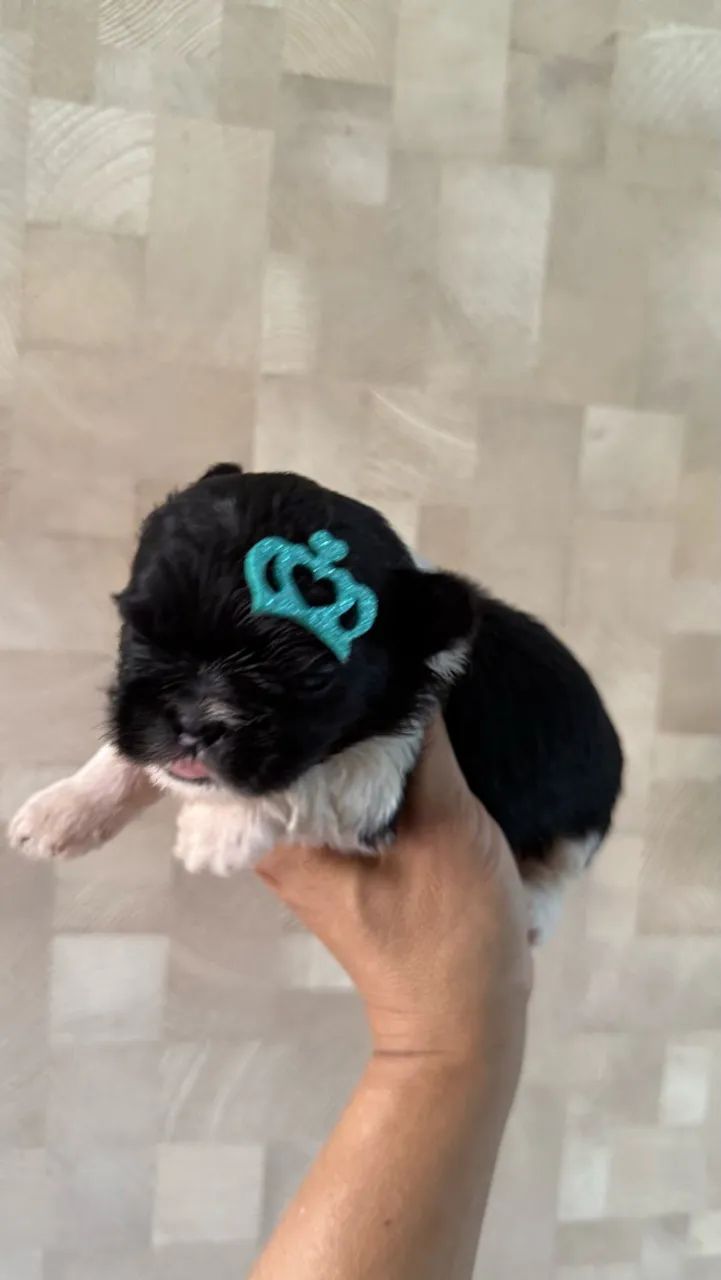 Shihtzu macho  - Foto 4