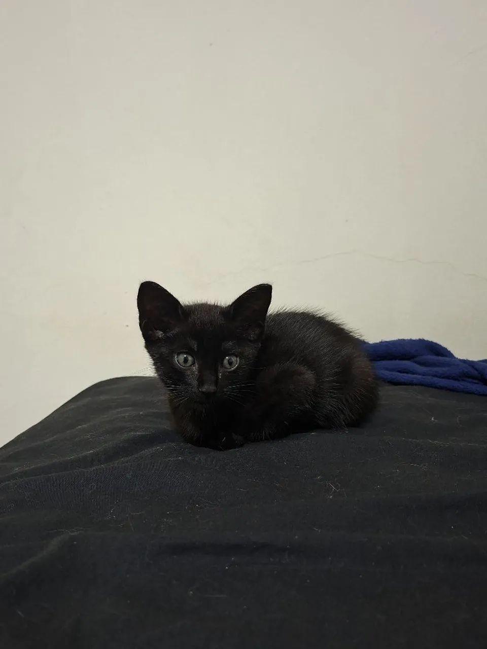 Gato para adoção 