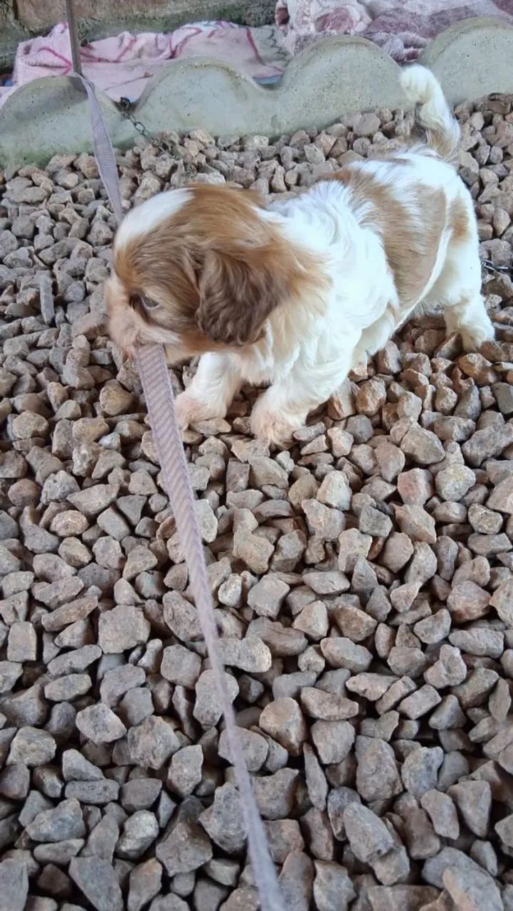 Filhotes de  shihtzu