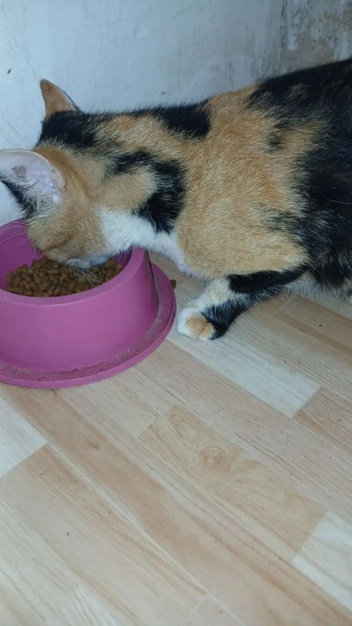 Adoção gatinha castrada - Foto 6