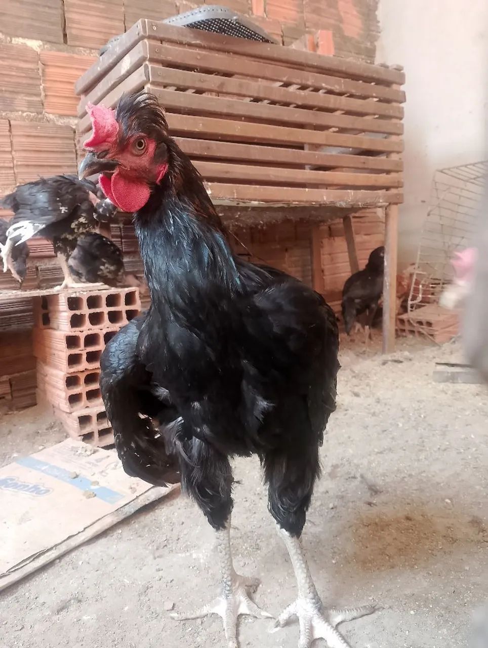 Frango Gsb 