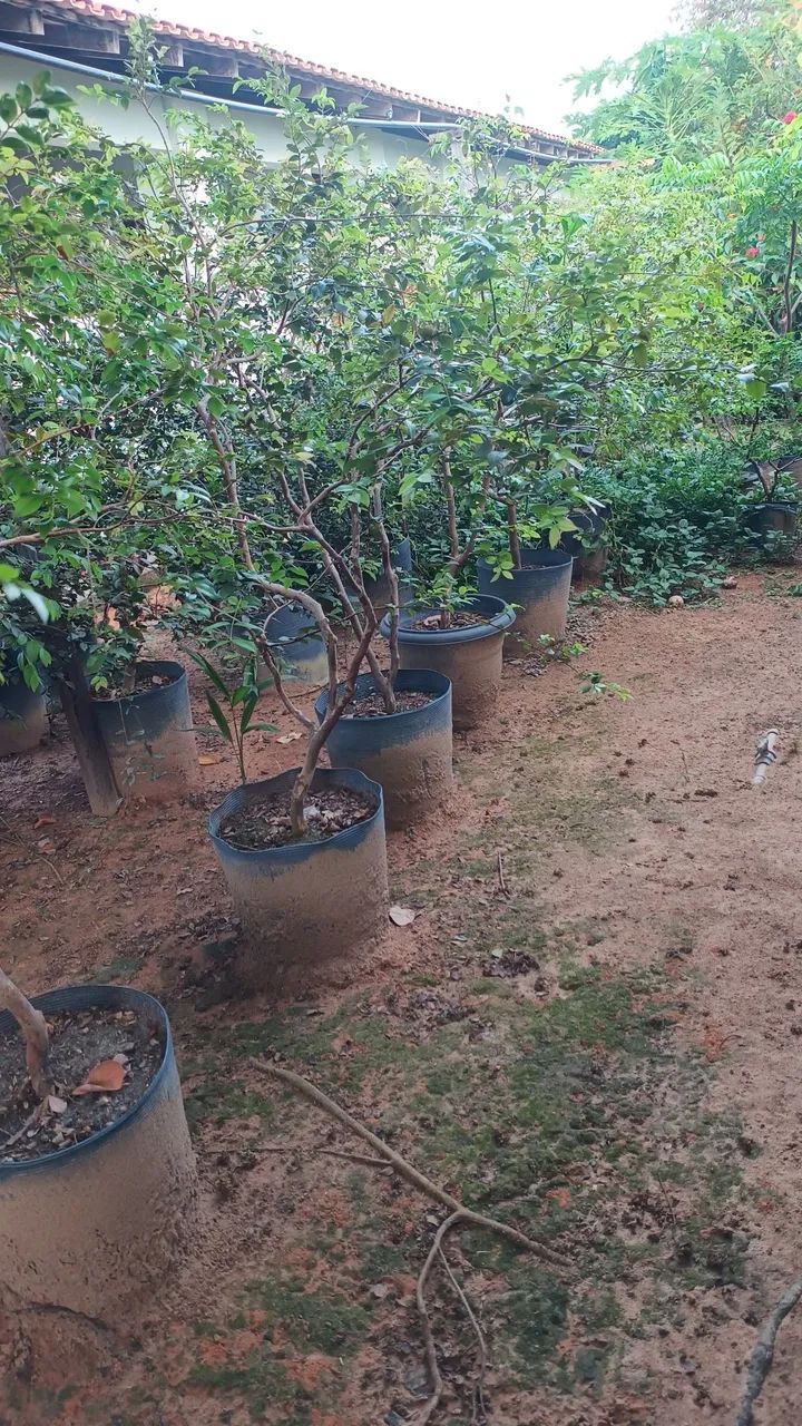 Mudas de jabuticaba - Foto 6