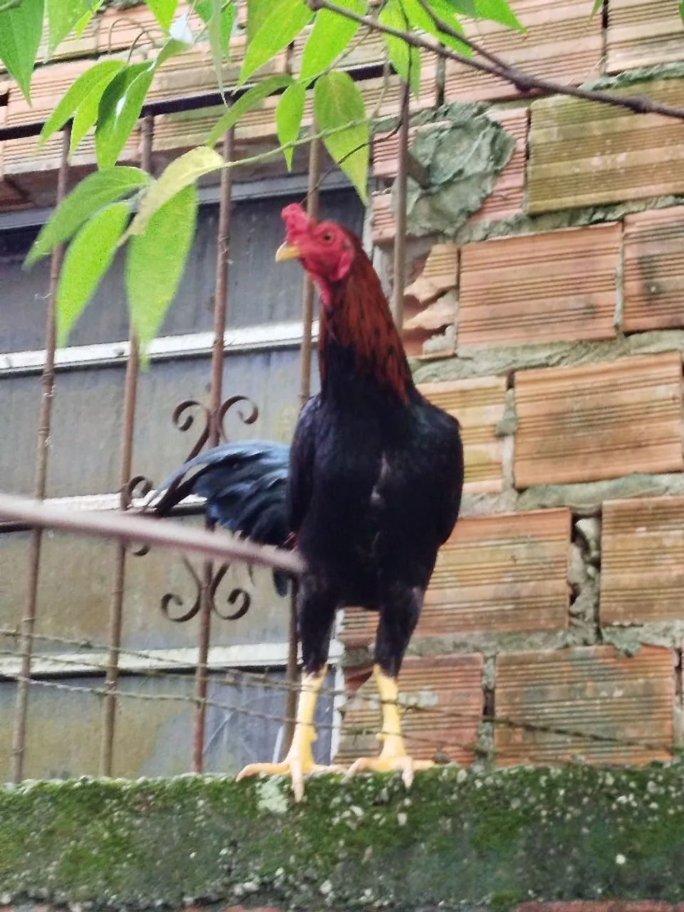 Galo - Foto 4