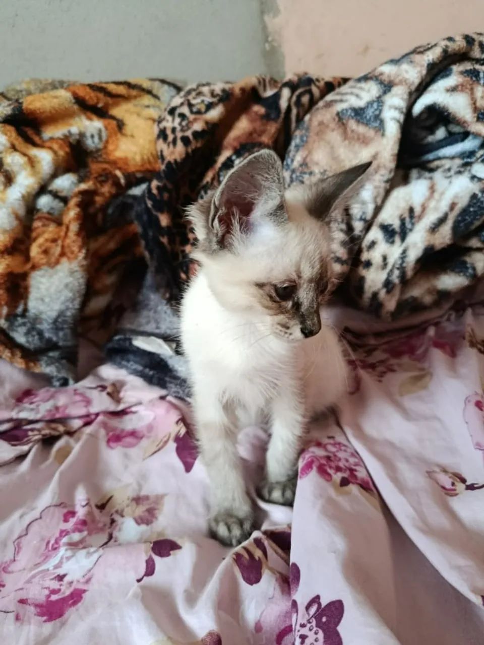Gatinho macho para adoção - Foto 2