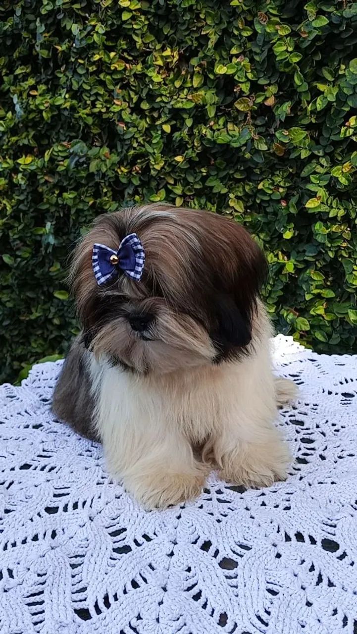 Shih tzu Macho - Foto 2