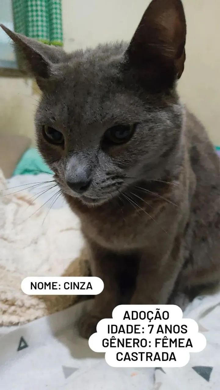 Adoção responsável  - Foto 2
