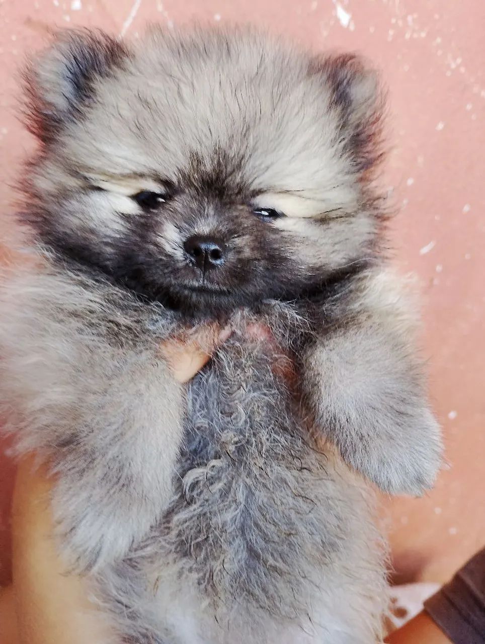 Spitz alemão anão  - Foto 2