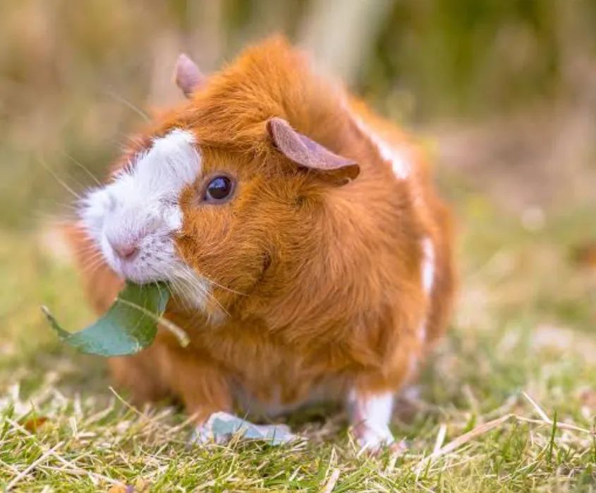 Porquinho da índia Abissínio 