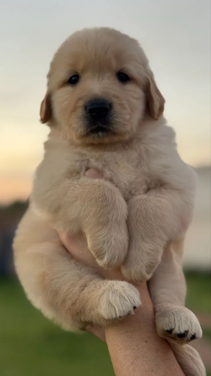Vendo Golden retriever Macho!