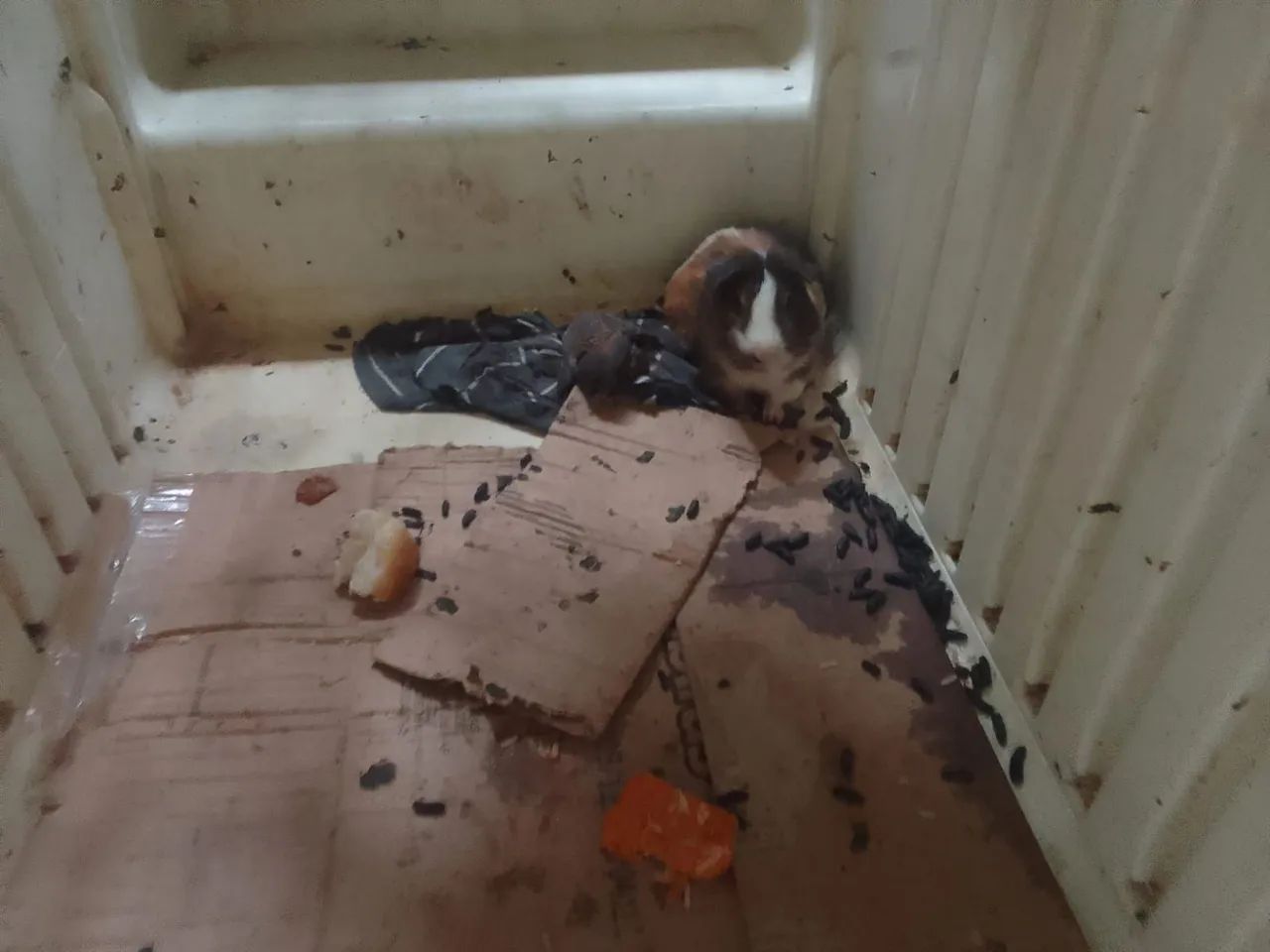 Rato  - Foto 4