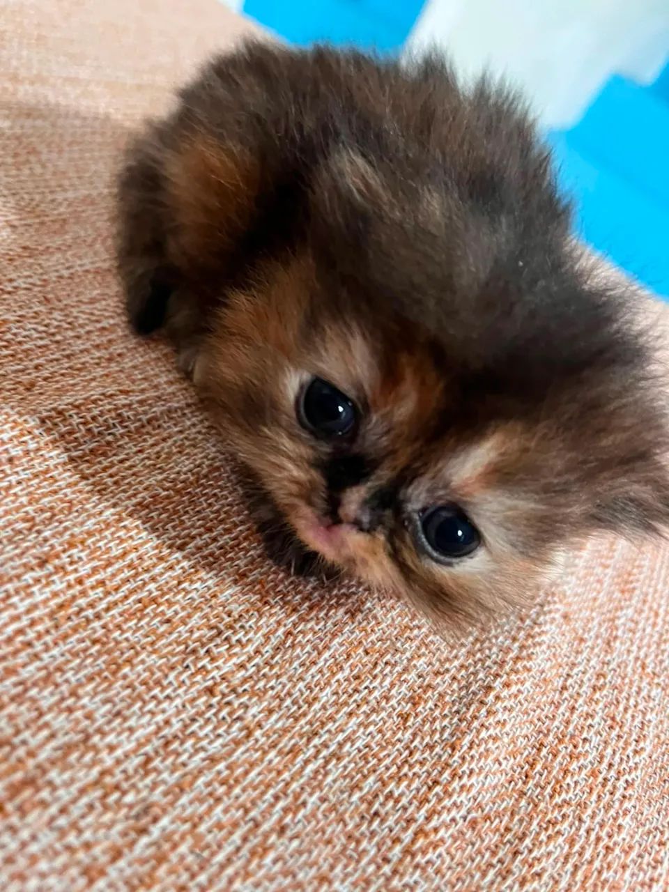 Gato Persa - Foto 3