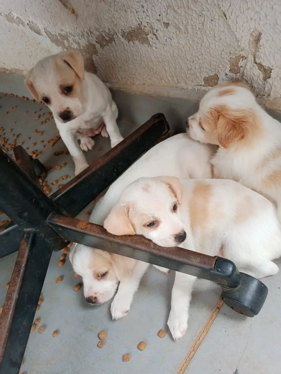 Cachorro 