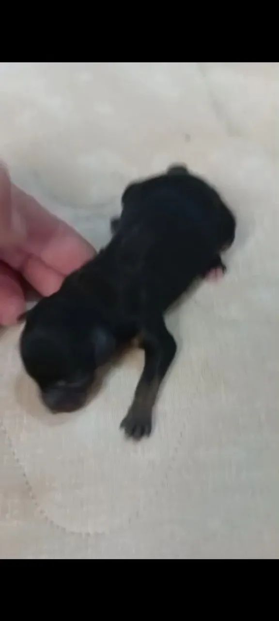 Pinscher merle  - Foto 5