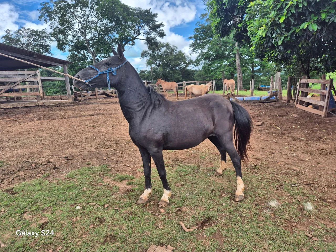 Cavalos e Éguas  Para Crianças