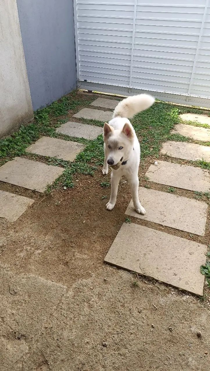 Cachorro 1 ano - Foto 2