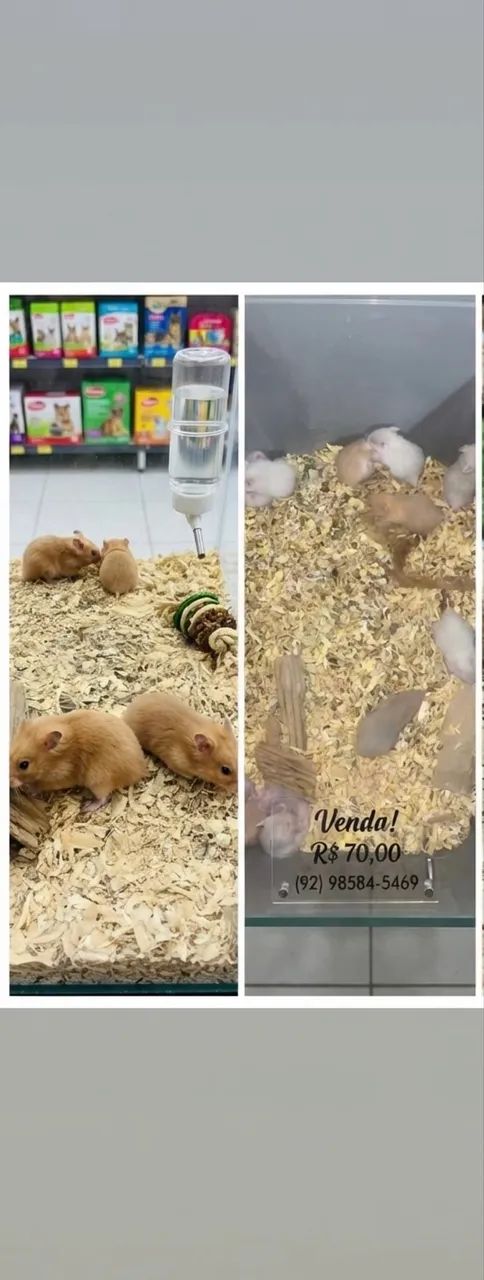 Hamster sirio