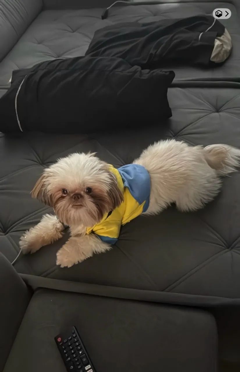 Cachorro shit zu macho - Foto 3