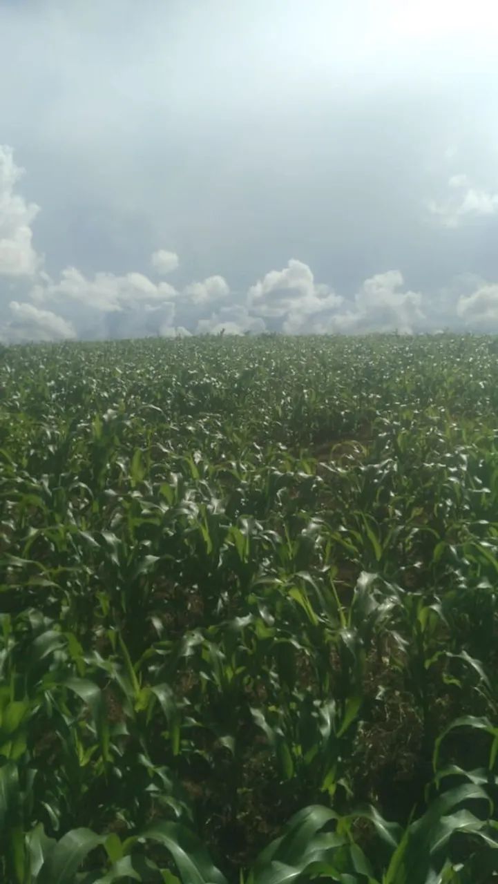 Milho Verde  - Foto 3