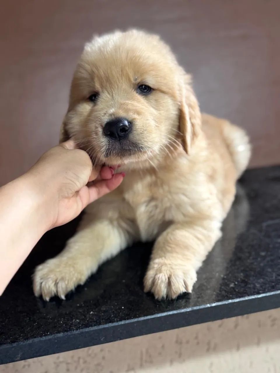 Golden - Foto 3