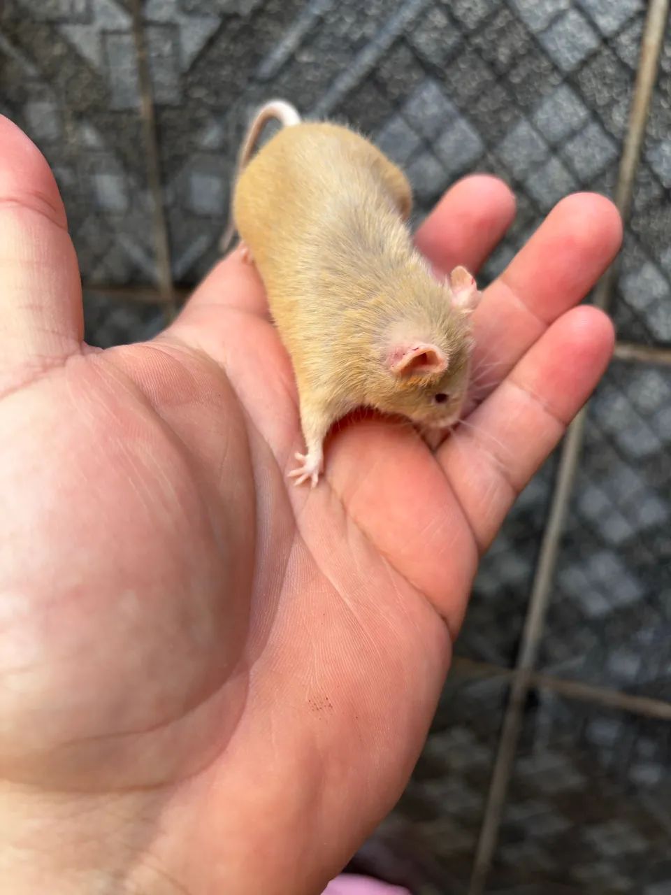 Mini ratinho de estimação  - Foto 4