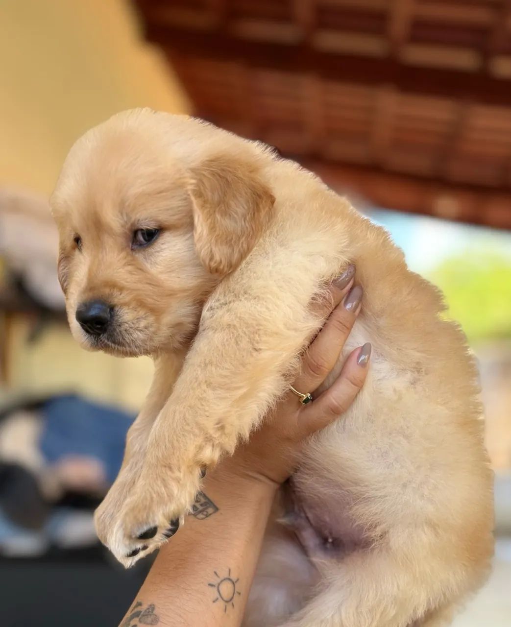 Golden retriever 