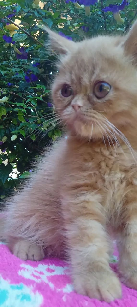 Filhote Persa Exótico  - Foto 2