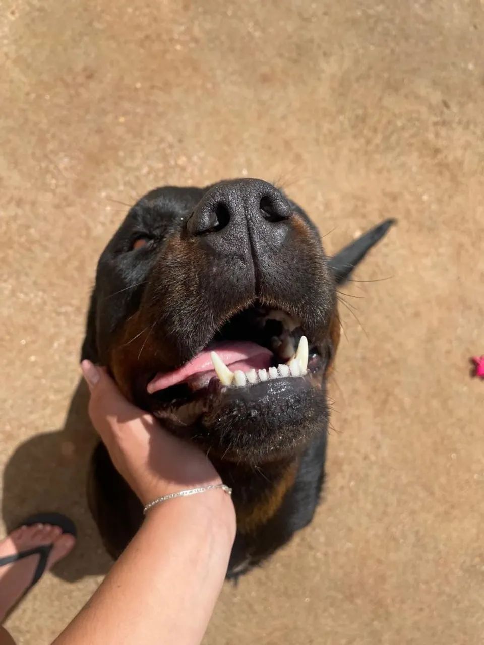 Doação de rottweiler  - Foto 5